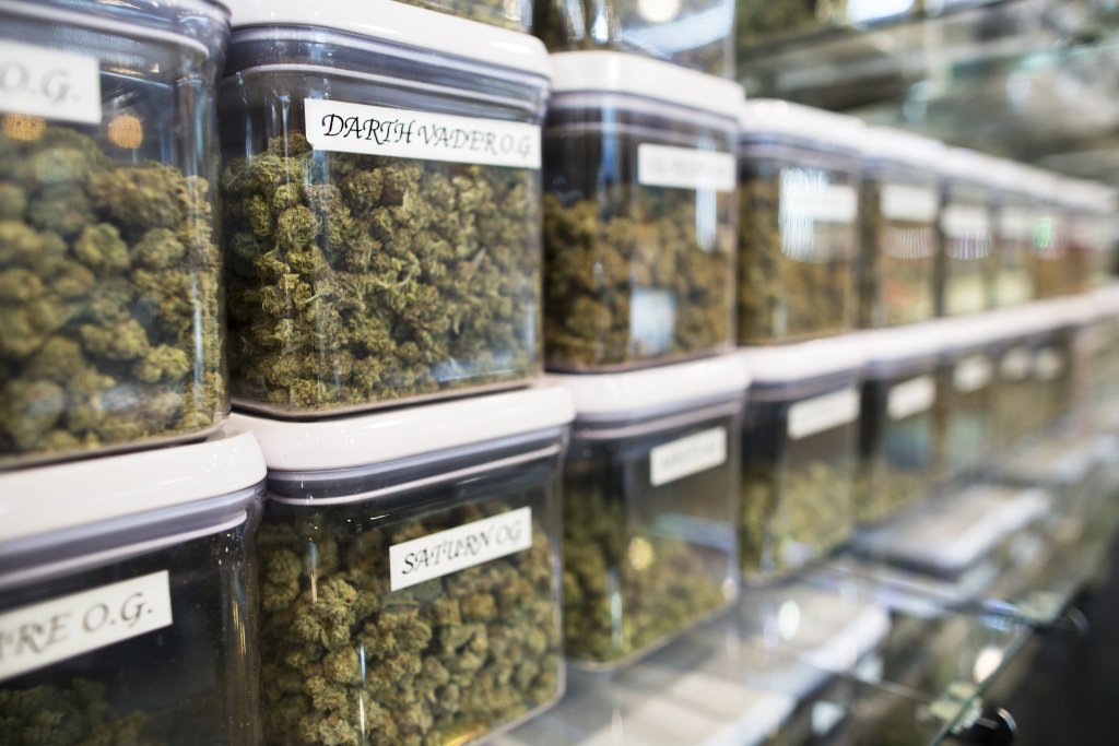 Royal Harvest: Exploring the Impact of King of Budz in the Cannabis Industry